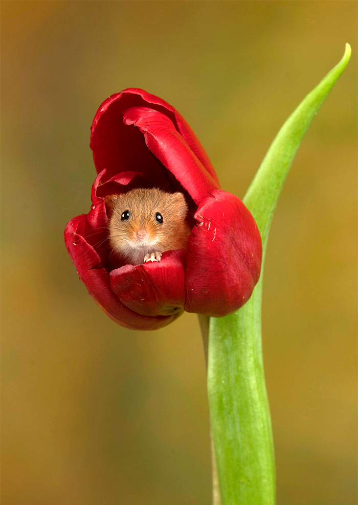 12 Potret menggemaskan tikus sembunyi di dalam Tulip, imut maksimal!