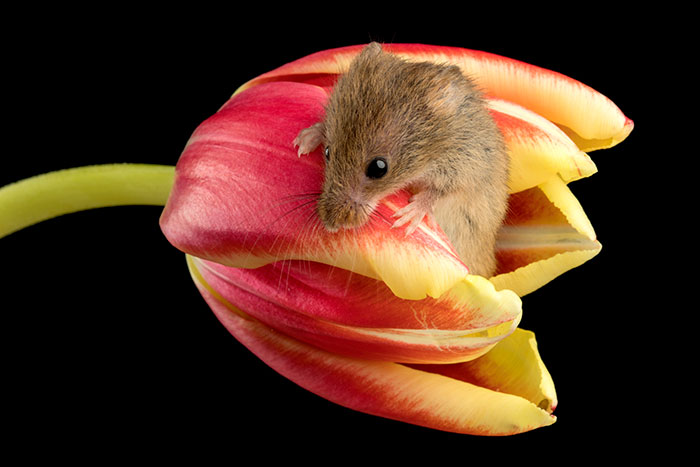 12 Potret menggemaskan tikus sembunyi di dalam Tulip, imut maksimal!