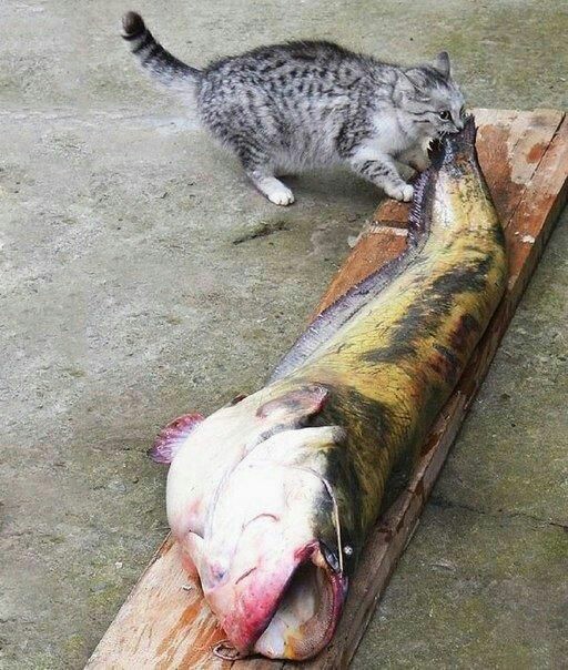 8 Kelakuan absurd kucing, aneh tapi gemesin