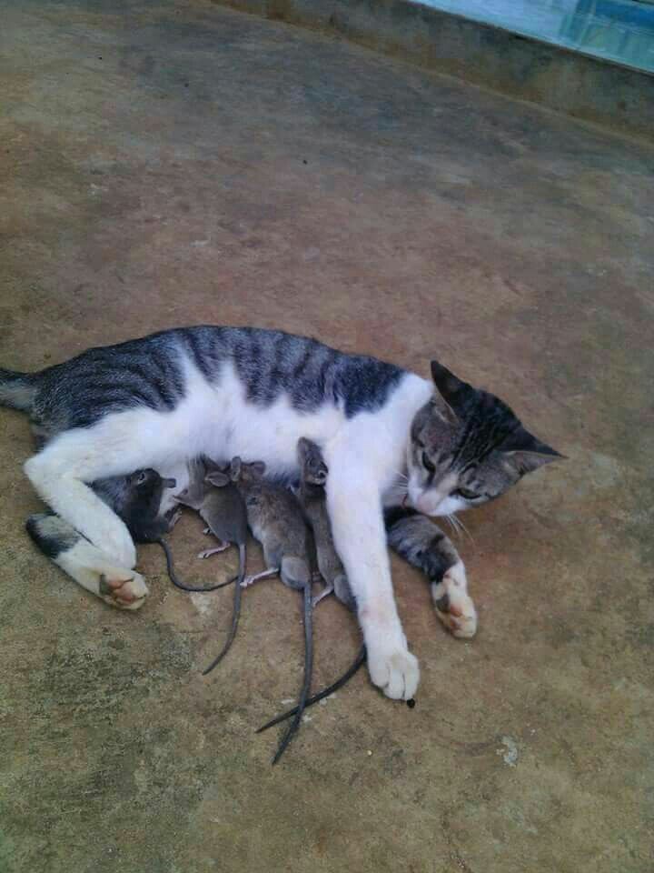 8 Kelakuan absurd kucing, aneh tapi gemesin