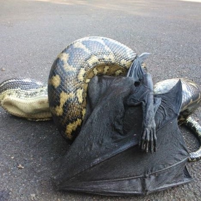 ular makan kelelawar