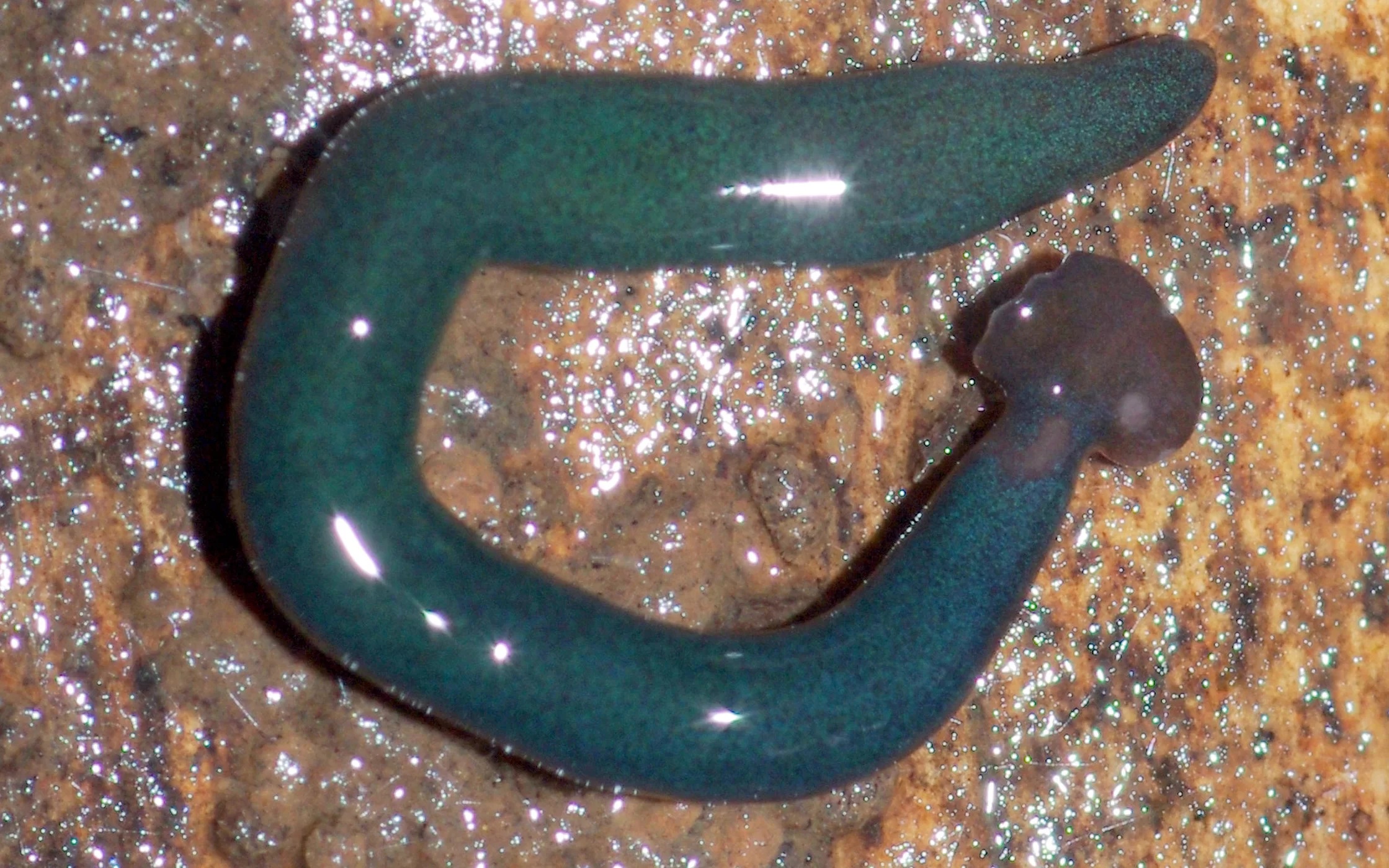 giant hammerhead flatworm - Credit: Laurent Charles, CC BY 4.0