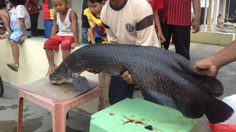 Foto: news.detik.com