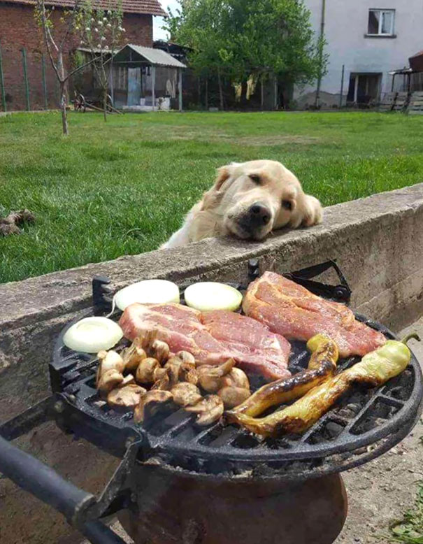 15 Foto ketika anjing minta makan, gemes-gemes kasihan gimana gitu