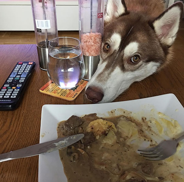 15 Foto ketika anjing minta makan, gemes-gemes kasihan gimana gitu