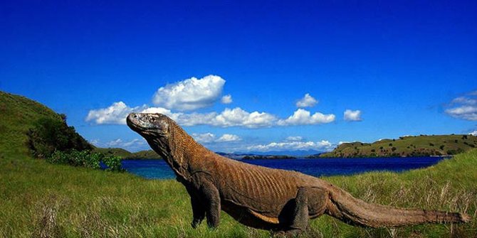 5 Fakta unik Pulau Komodo, makin kebelet kesana