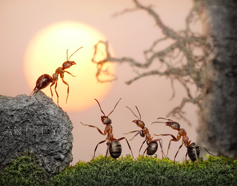 5 Hal yang bisa kamu pelajari dari seekor semut