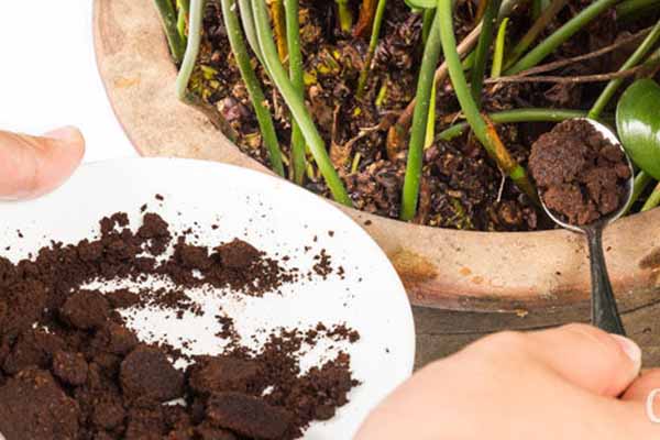 Selain dijadikan minuman, kopi juga punya 5 manfaat lain