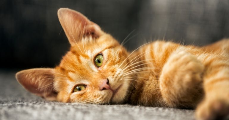 Jangan ngaku pencinta kucing kalau belum tahu 5 fakta hewan lucu ini