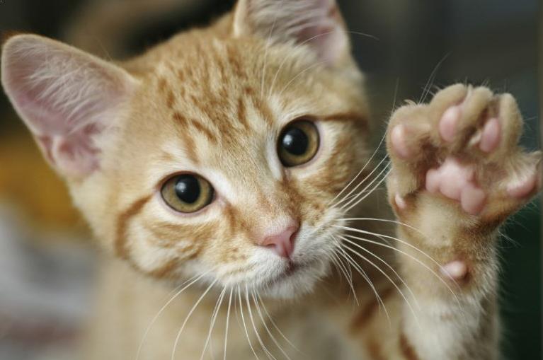 Satu daerah di Selandia Baru akan melarang warganya memelihara Kucing