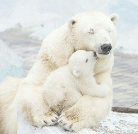 15 Foto ini tunjukkan jika induk hewan sangat menyayangi anaknya