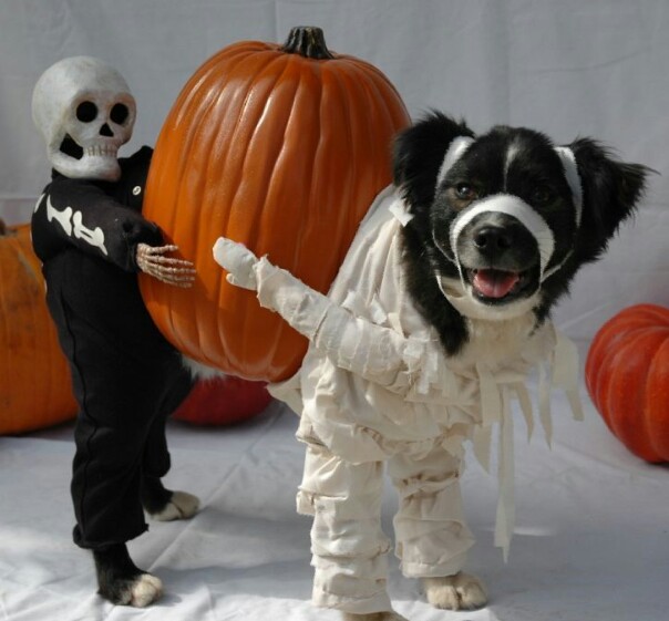 Gini cara anjing merayakan Hallowen, kostumnya bikin gemas!