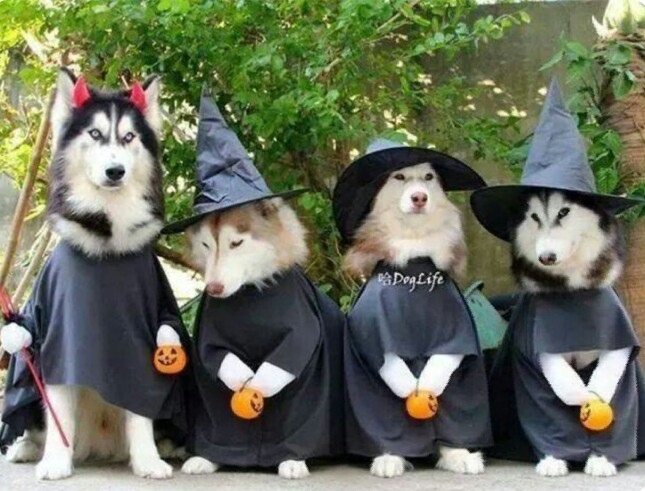 Gini cara anjing merayakan Hallowen, kostumnya bikin gemas!