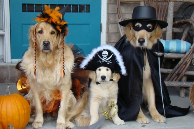 Gini cara anjing merayakan Hallowen, kostumnya bikin gemas!