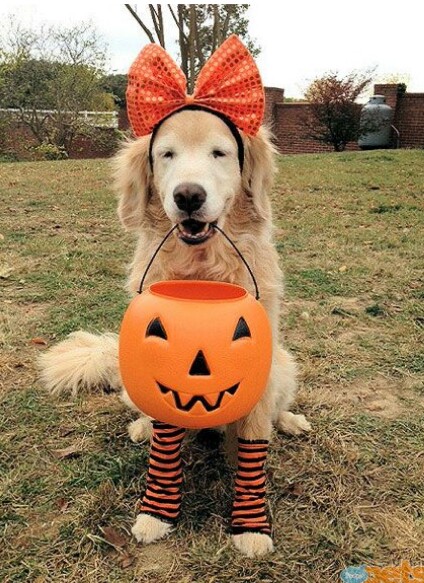 Gini cara anjing merayakan Hallowen, kostumnya bikin gemas!