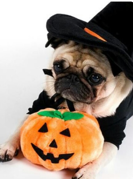 Gini cara anjing merayakan Hallowen, kostumnya bikin gemas!