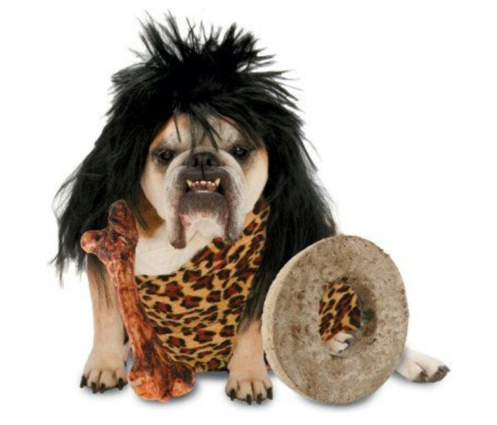 Gini cara anjing merayakan Hallowen, kostumnya bikin gemas!