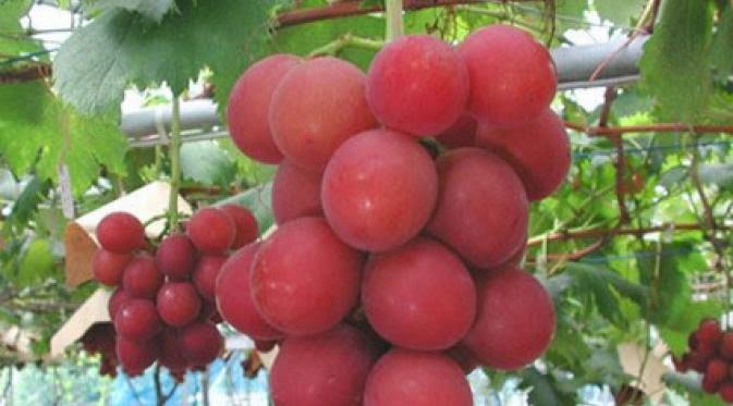 Jepang punya beberapa buah dengan bentuk tak biasa, lho