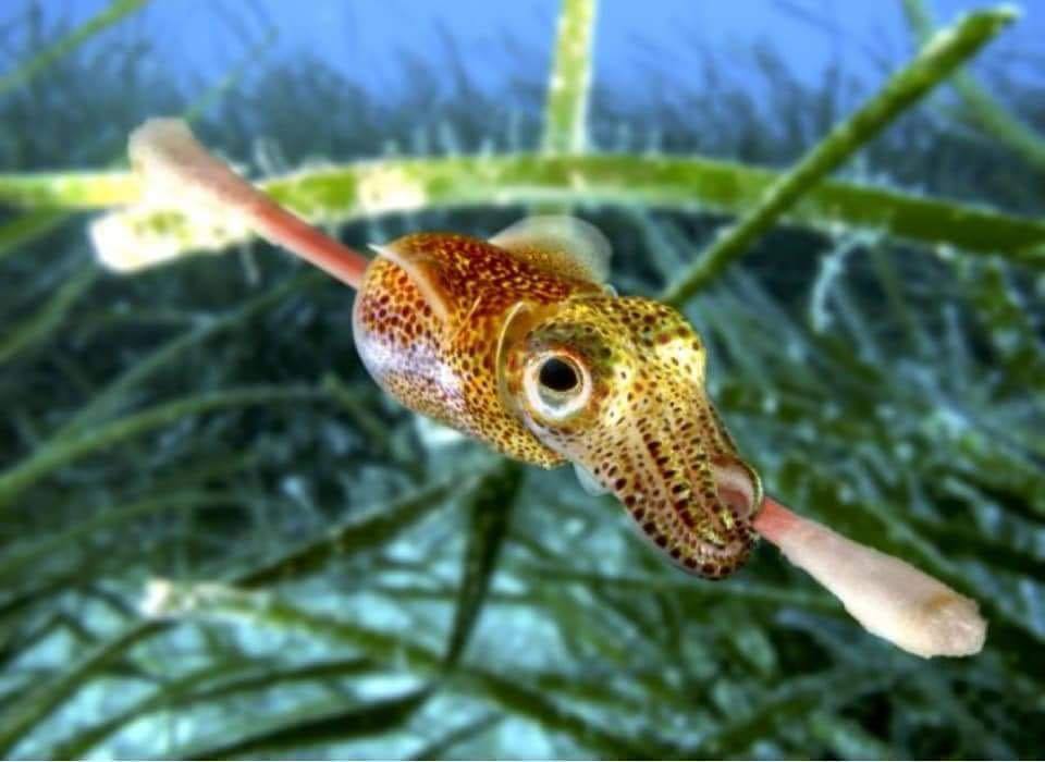 Kuda laut