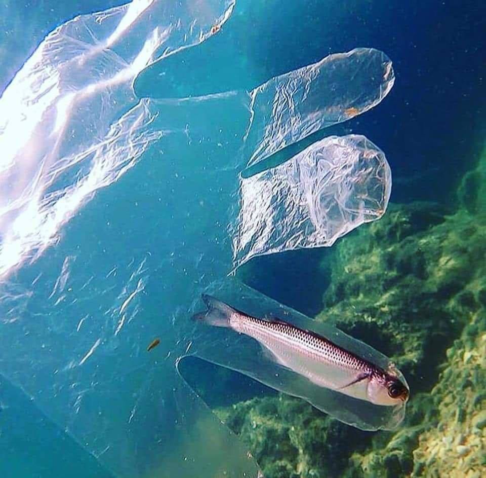 ikan kecil terjebak