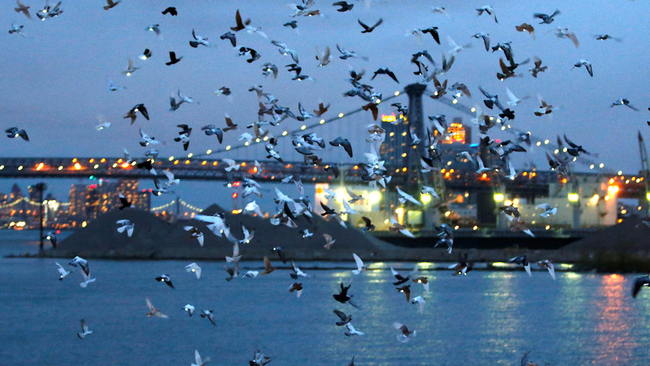 Merpati di New York