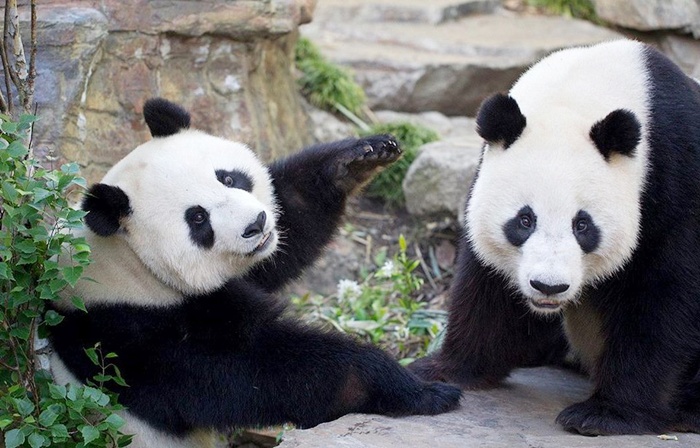 foto giantpandaglobal.com
