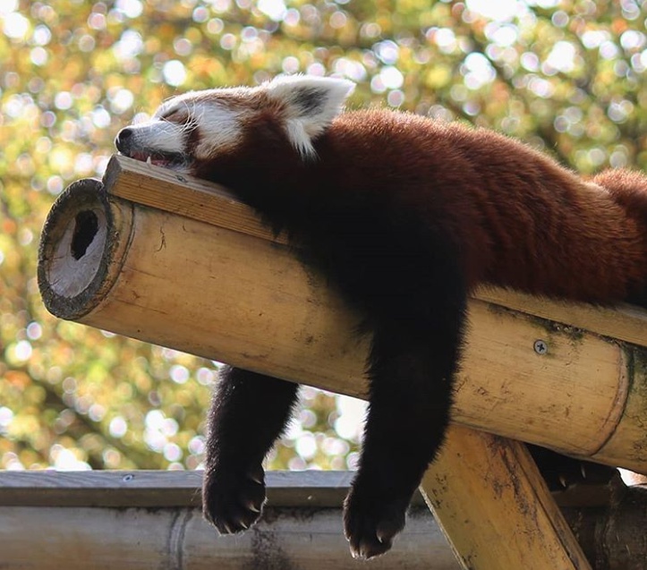 13 Gaya tidur hewan ini bikin ngakak, mana yang paling lucu?