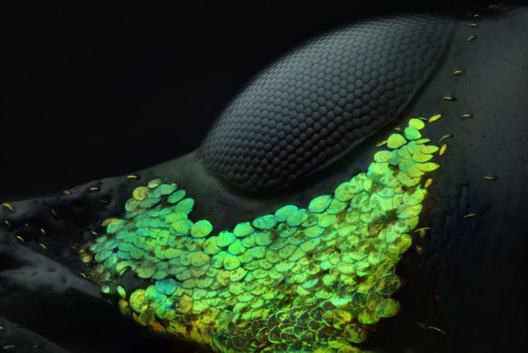 Ini 10 foto pemenang kompetisi foto mikro 'Nikon Small World 2018'