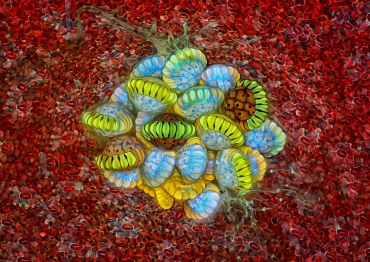 Ini 10 foto pemenang kompetisi foto mikro 'Nikon Small World 2018'