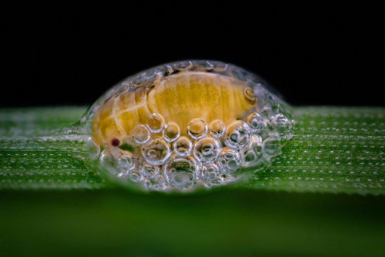 Ini 10 foto pemenang kompetisi foto mikro 'Nikon Small World 2018'