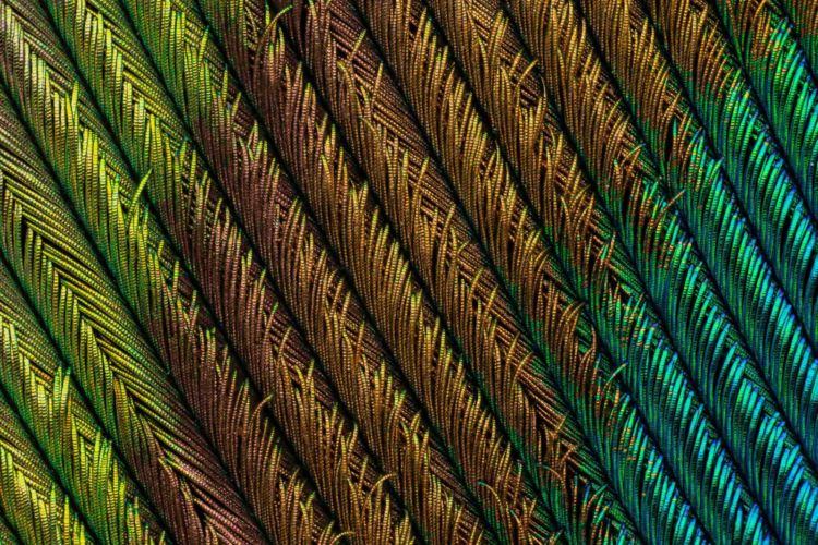 Ini 10 foto pemenang kompetisi foto mikro 'Nikon Small World 2018'