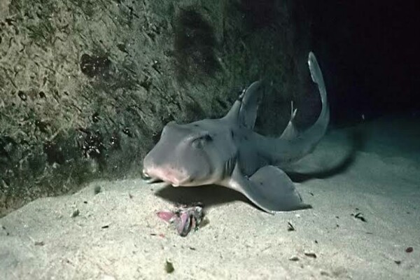 8 Spesies hiu paling aneh yang gak banyak orang tahu