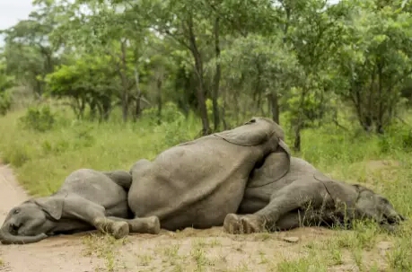 Gajah