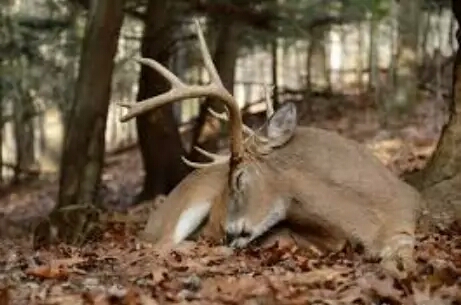 Rusa