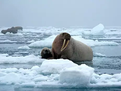 Walrus