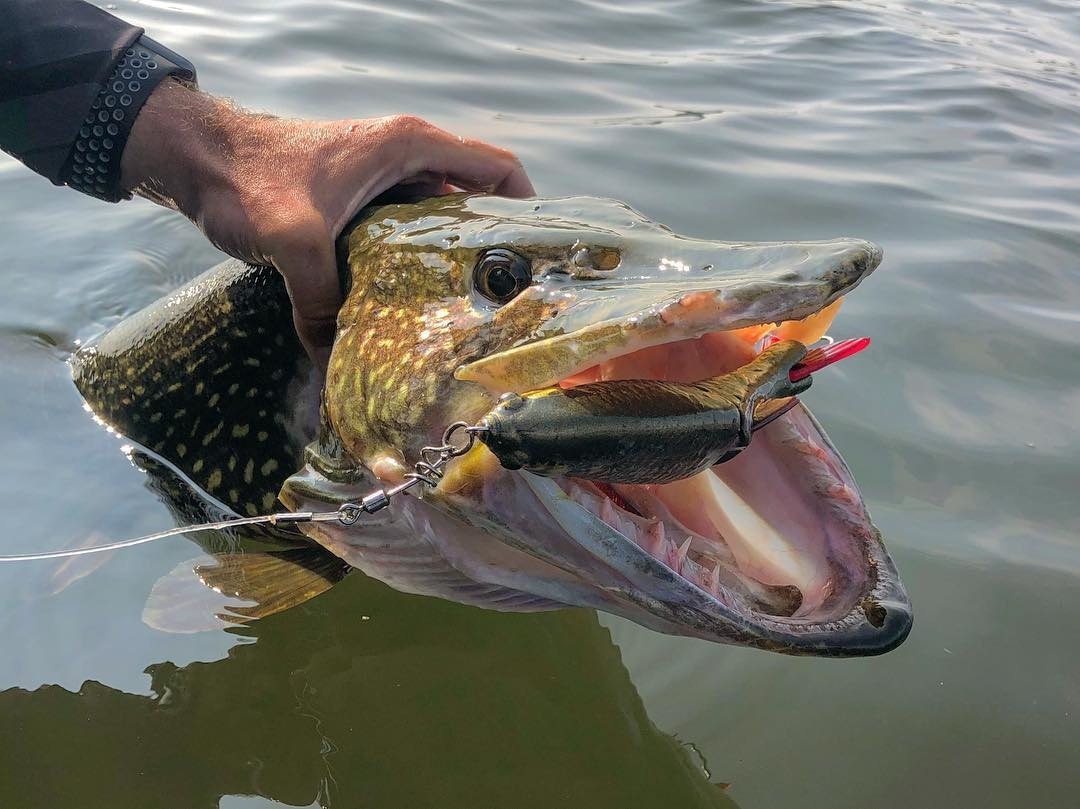instagram.com/fishinglife.ig