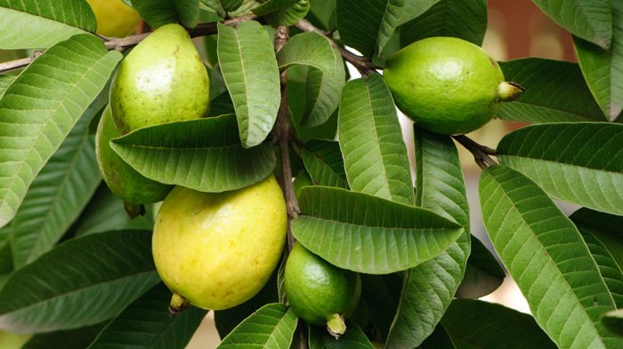 Ini 5 cara cepat dan ampuh atasi sakit gigi dengan bahan alami