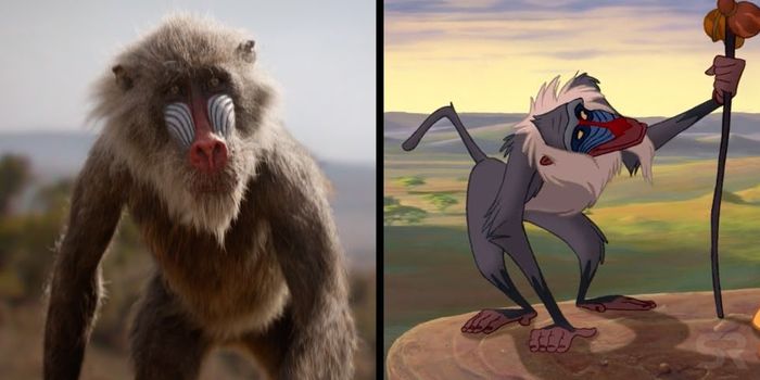 rafiki