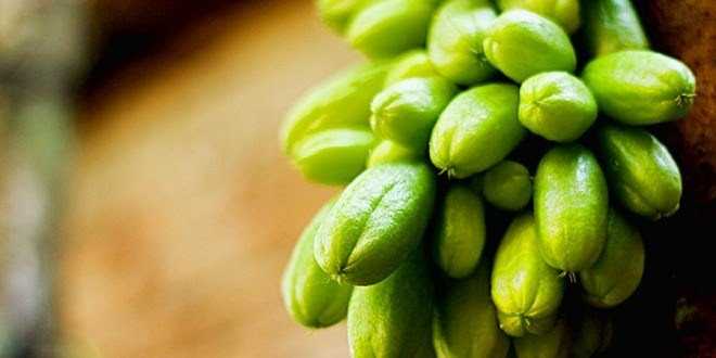 16 Jenis tanaman obat keluarga ini punya banyak manfaat lho