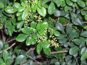 16 Jenis tanaman obat keluarga ini punya banyak manfaat lho