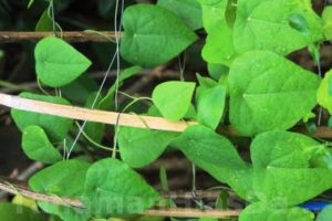 16 Jenis tanaman obat keluarga ini punya banyak manfaat lho