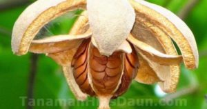 16 Jenis tanaman obat keluarga ini punya banyak manfaat lho