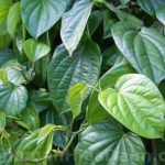 16 Jenis tanaman obat keluarga ini punya banyak manfaat lho