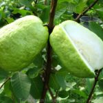 16 Jenis tanaman obat keluarga ini punya banyak manfaat lho