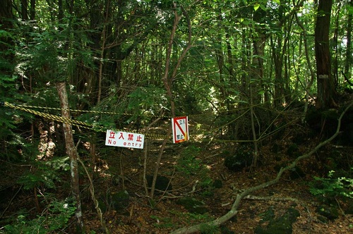 20 Fakta mengenai Hutan Aokigahara yang dikunjungi Qorygore