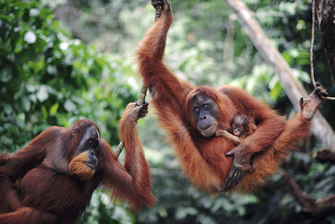 Tropical Rainforest of Sumatera