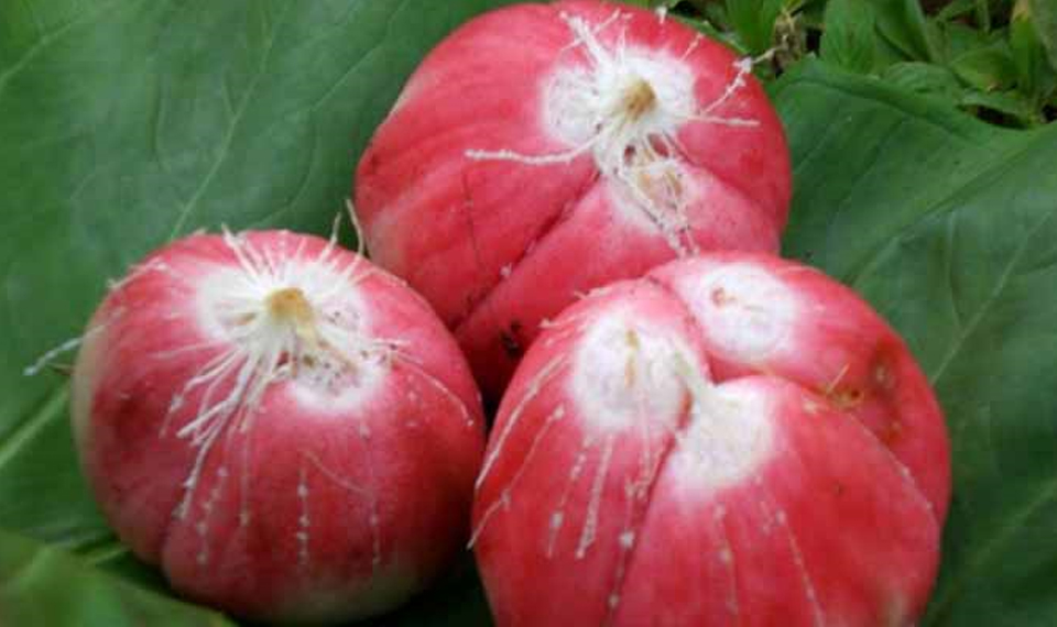 Ini 5 jenis salak varietas unggul yang ada di Indonesia