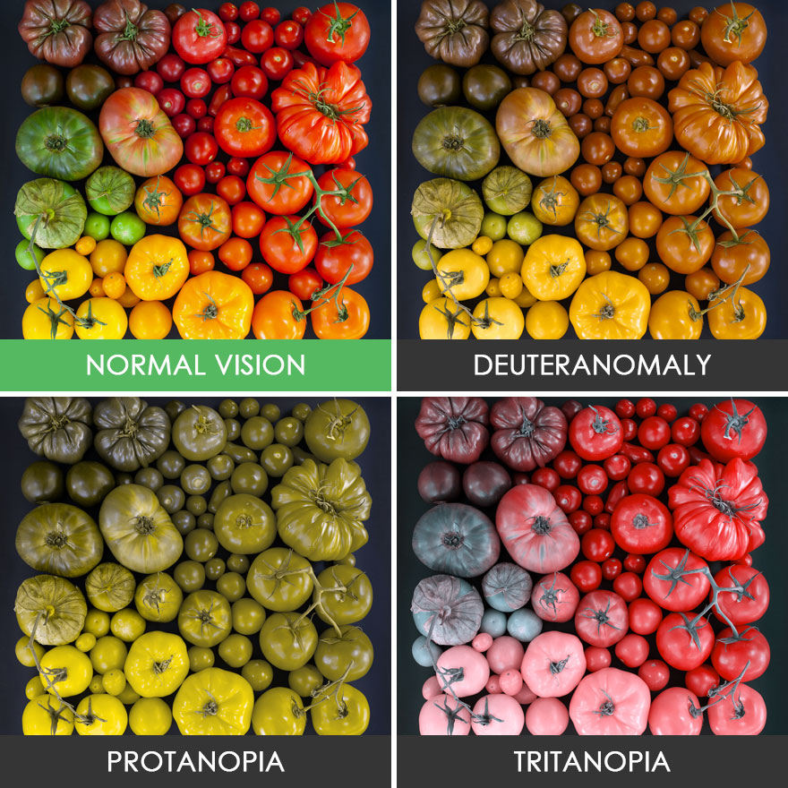 Begini perbedaan orang dengan buta warna jika melihat dunia