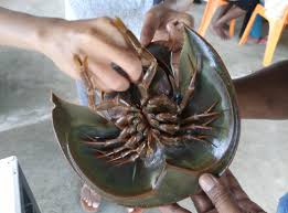 9 Binatang Purba Yang Hidup Di Indonesia Sampai Sekarang