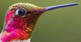 hummingbird eyes